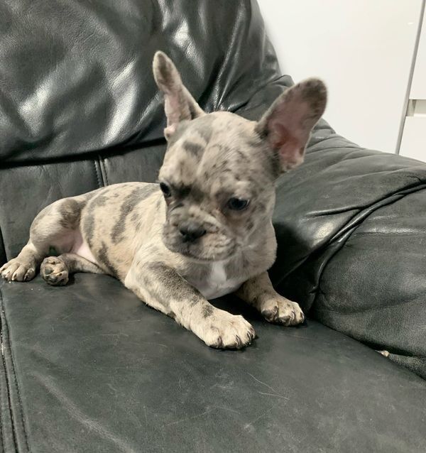 5338817  Bouledogue francese cuccioli