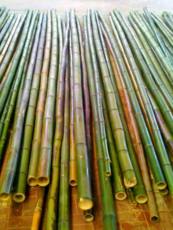 5282192 Canne di bamb  bamboo da 1 a 10