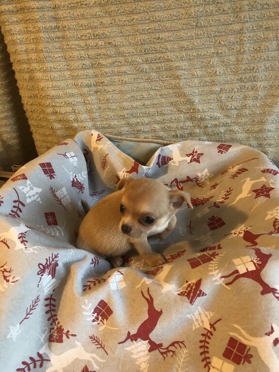 5328541  Chihuahua mini toy