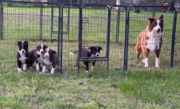 5338603  Cuccioli border collie