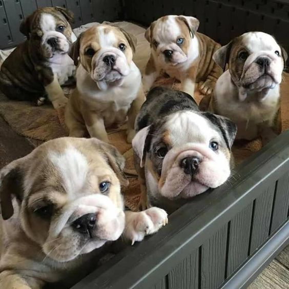 4795297  Cuccioli di bulldog inglese