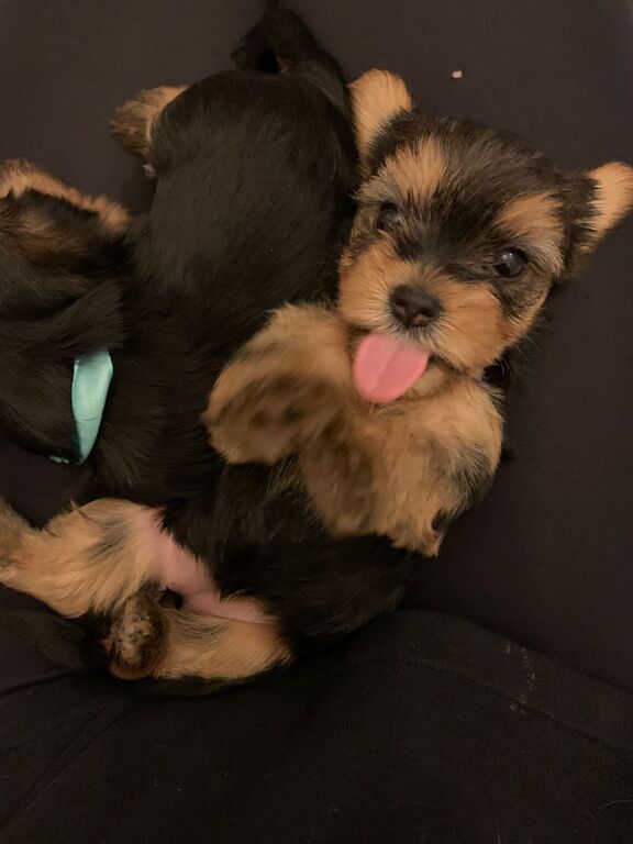 4802218  Cuccioli di Yorkshire Terrier