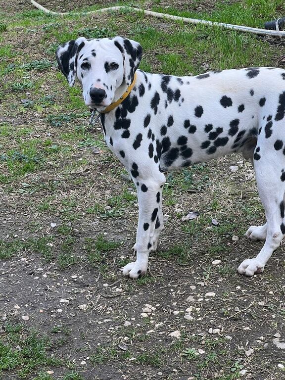 5244027  Dalmata