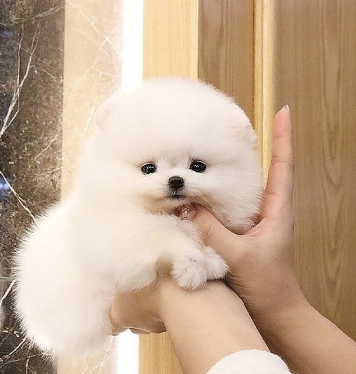 5338180  in regalo Cuccioli di Pomerania